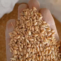گندم  مهرگان 10تن