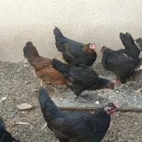 مرغ محلی تخمی وکت