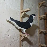 کفتر کبوتر ساده کاکولی چپ کرمونی