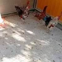 خروس بالغ