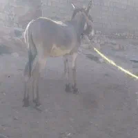 الاغ نردرجه یک