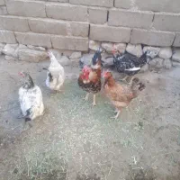 ۴مرغ و یک خروس محلی روهم ۴