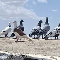 ۱۴عدد ماده بزن