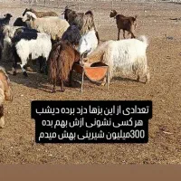 گوسفند گمشده