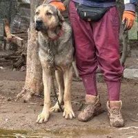 سگ پژدر