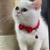 توله بریتیش اصیل