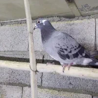 کبوتر همه روهم س ملیون ۵۰۰ هزار