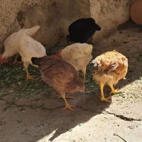 مرغ و خروس