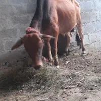 گاو نر|حیوانات مزرعه|بند زرک, |دیوار