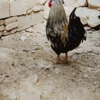 مرغ و خروس