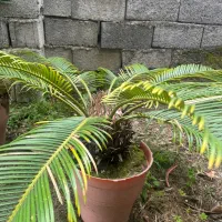 سیکاس|گل و گیاه طبیعی|رامسر, |دیوار