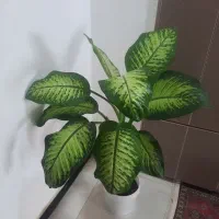 تعدادی گل|گل و گیاه طبیعی|شوش, |دیوار
