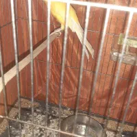 قناری رسمی بلند