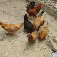 فروش‌مرغ‌وخروس