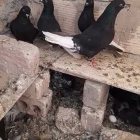 کبوتر