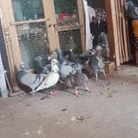 فروش کفتر پلاکی