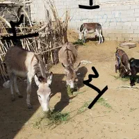 الاغ/خر فروشی