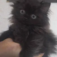 گربه بیریتیش لانگ هیر