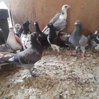 کفتر فوری