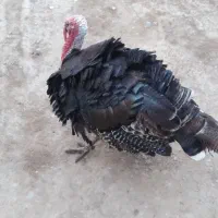 بوقلمو ۲ ساله