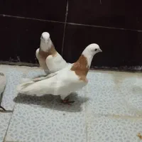کفتر طوقی زرد مهر