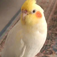 عروس هلندی