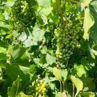 فروش غوره صادراتی تناژ بالا