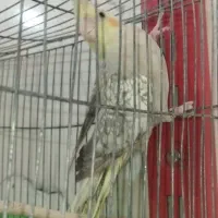 عروس هلندی و فنج
