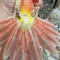 گرینچیک با تست