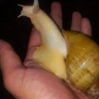 حلزون آچیتا سوپر مولد آفریقایی