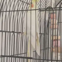 طوطی عروس لوتینو