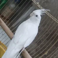 پرنده