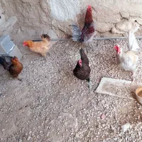 فروش مرغ وخروس محلی
