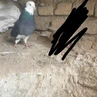 کبوتر شازده باخت رفته