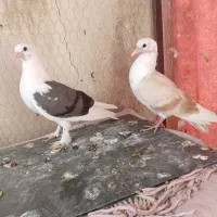 کفتر  پرشی