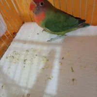 گوشی معاوضه با عروس هلندی