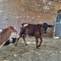 گاو‌گوساله