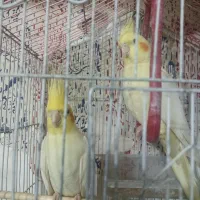 عروس هلندی