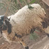 بره چاق