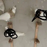کبوتر|پرنده|نیشابور, تریا پارک|دیوار