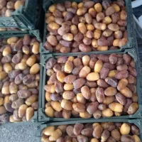 رطب تازه کبکاب