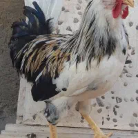 خروس گلین فروشی