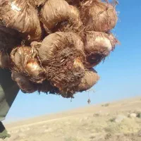 پیاز زعفران فروشی
