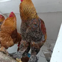 تخم برهمانطفه دار