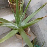 گل طبیعی و ارزان