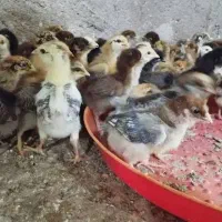نیمچه گلپایگان و مرندی و