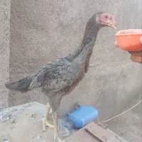 جوجه لاری اصیل فروشی
