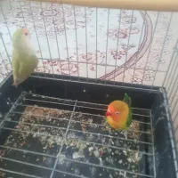 یک جفت طوطی برزیلی