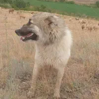 سگ نر