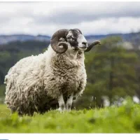 بره نر قربانی و گوسفند زنده